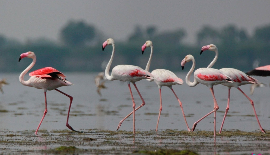 Pulicat Lake Flamingos: Best Time to Visit, Sunrise Spots & A Complete Birding Weekend Guide - Near Tada